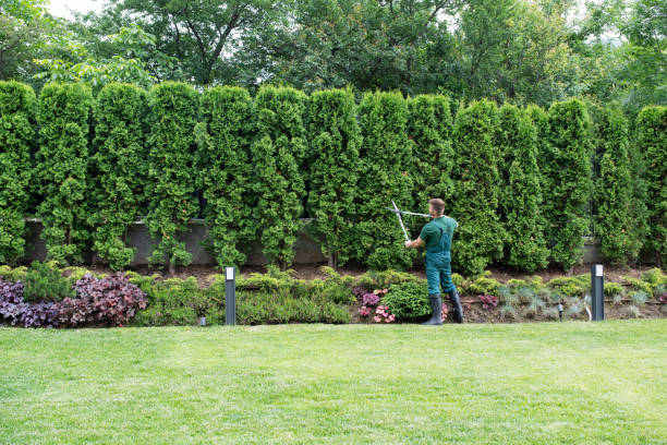 Best Palm Tree Trimming  in Burlingame, CA