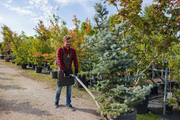 Best Tree Trimming and Pruning  in Burlingame, CA