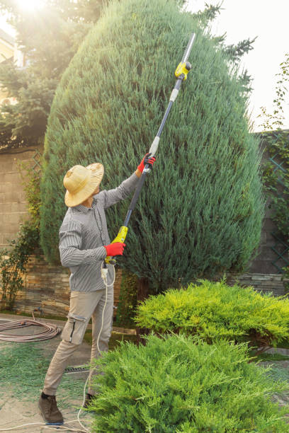 Reliable Burlingame, CA Tree Services Solutions